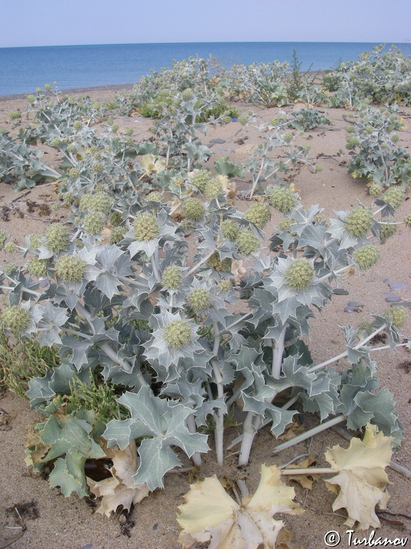 Изображение особи Eryngium maritimum.