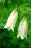 Campanula punctata. Цветки. Республика Саха (Якутия), Олёкминский р-н, заповедник Олёкминский, р. Олёкма, близ устья р. Бедердях. Июль 1998 г.