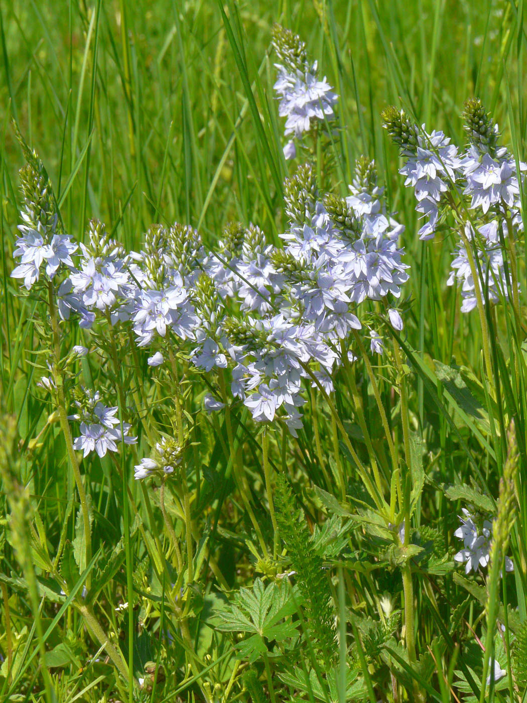 Image of Veronica jacquinii specimen.