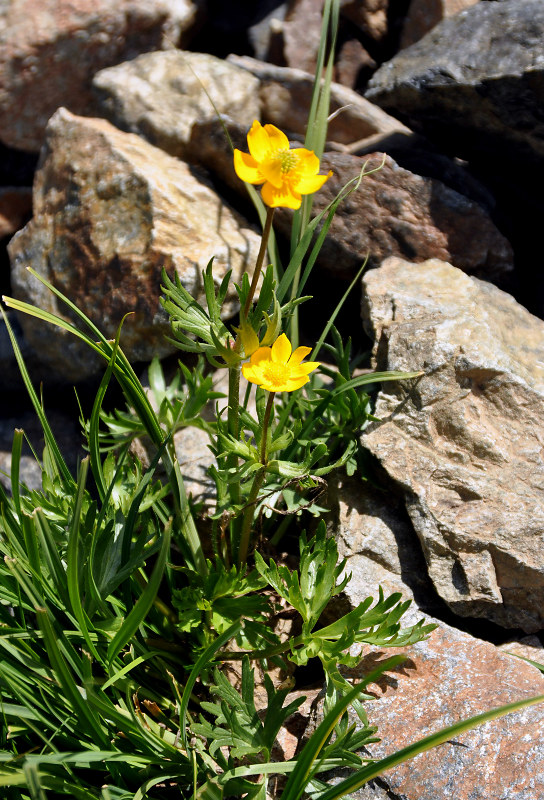 Изображение особи Anemonastrum speciosum.