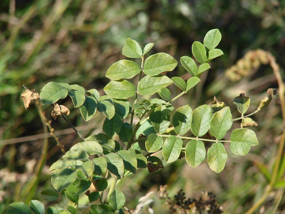 Image of Glycyrrhiza grandiflora specimen.