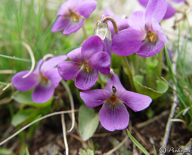 Изображение особи Viola odorata.