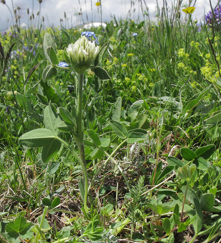 Image of Trifolium canescens specimen.