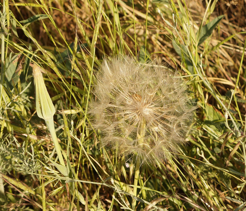 Image of genus Tragopogon specimen.