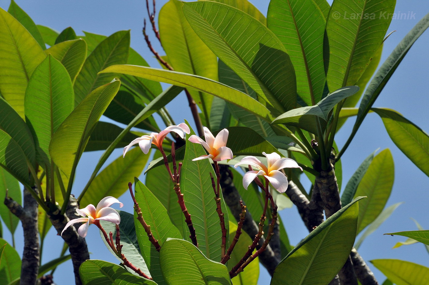 Image of Plumeria rubra specimen.