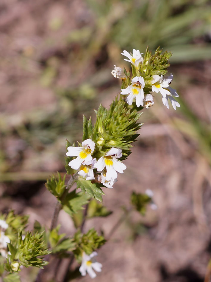 Image of genus Euphrasia specimen.