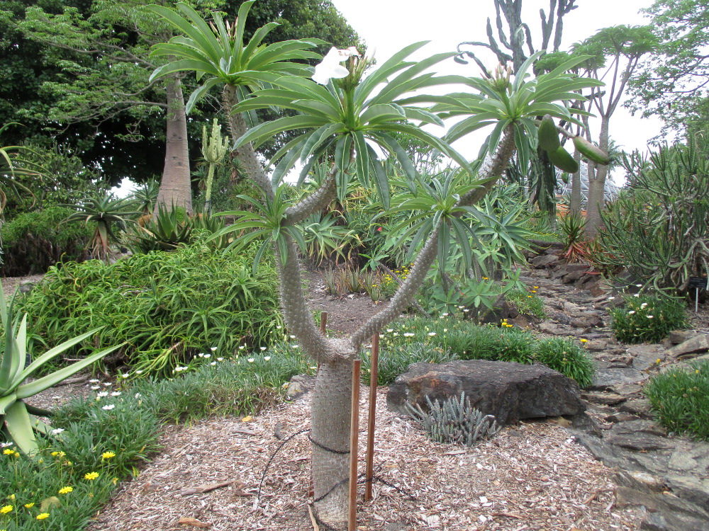 Image of Pachypodium lamerei specimen.