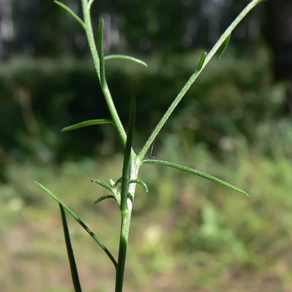 Image of Galatella angustissima specimen.