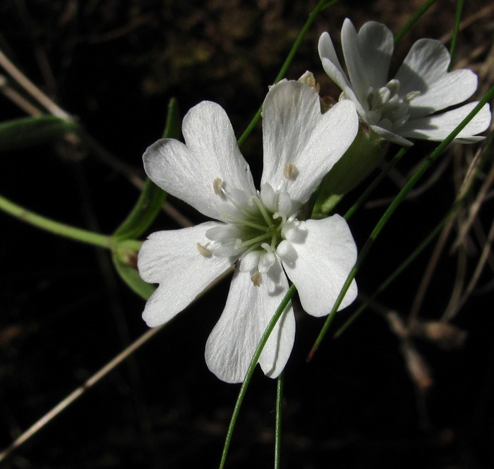 Изображение особи Lychnis samojedorum.