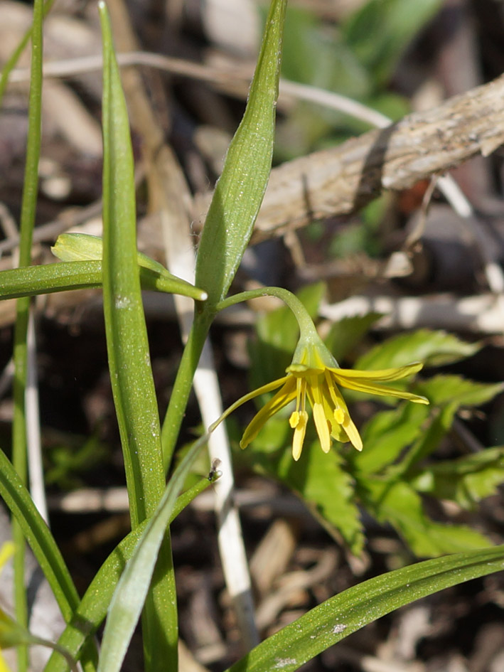 Image of Gagea lutea specimen.