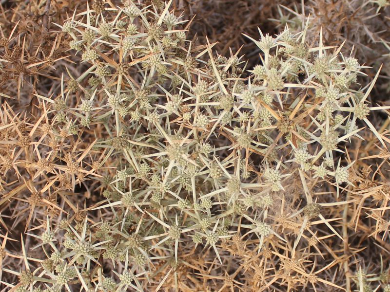 Image of Eryngium glomeratum specimen.