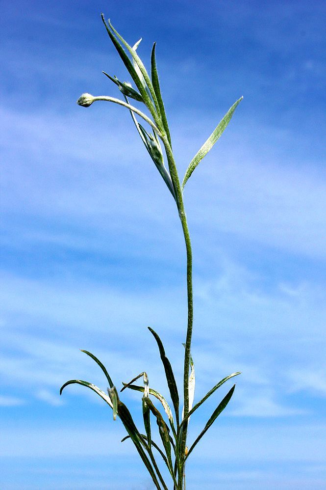 Image of Ranunculus illyricus specimen.