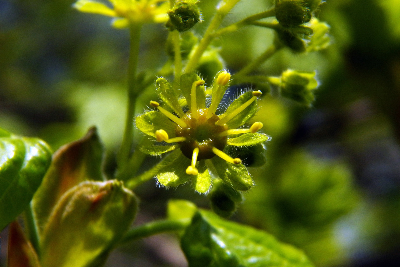 Image of Acer campestre specimen.