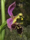 Ophrys &times; vallis-costae