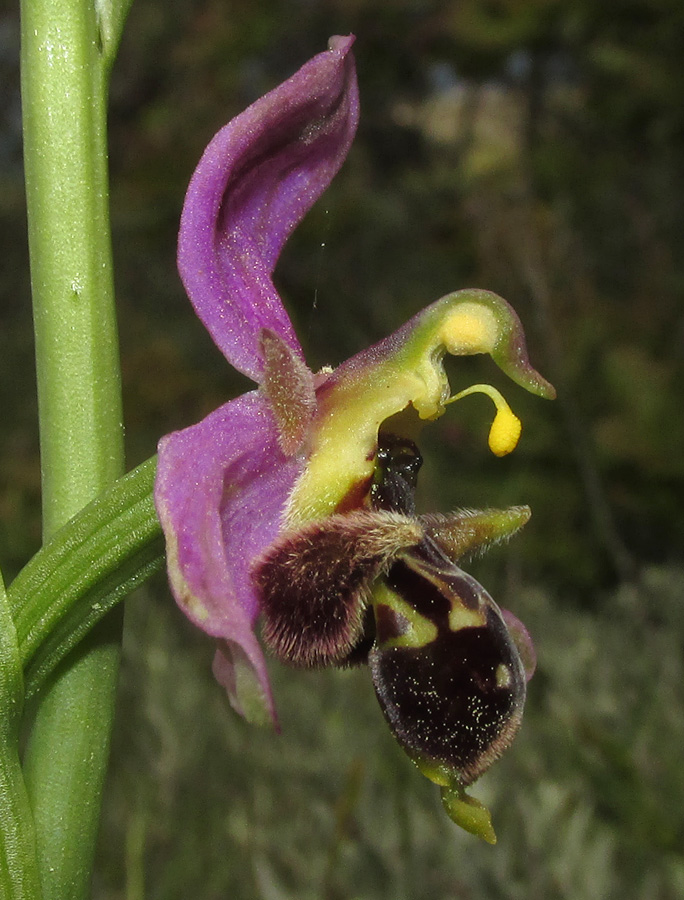 Image of Ophrys &times; vallis-costae specimen.