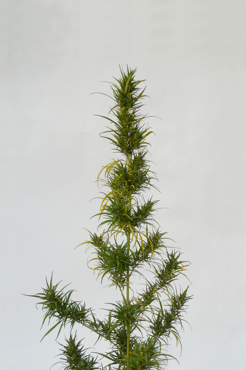 Image of Cannabis sativa var. spontanea specimen.