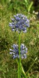 Allium caesium