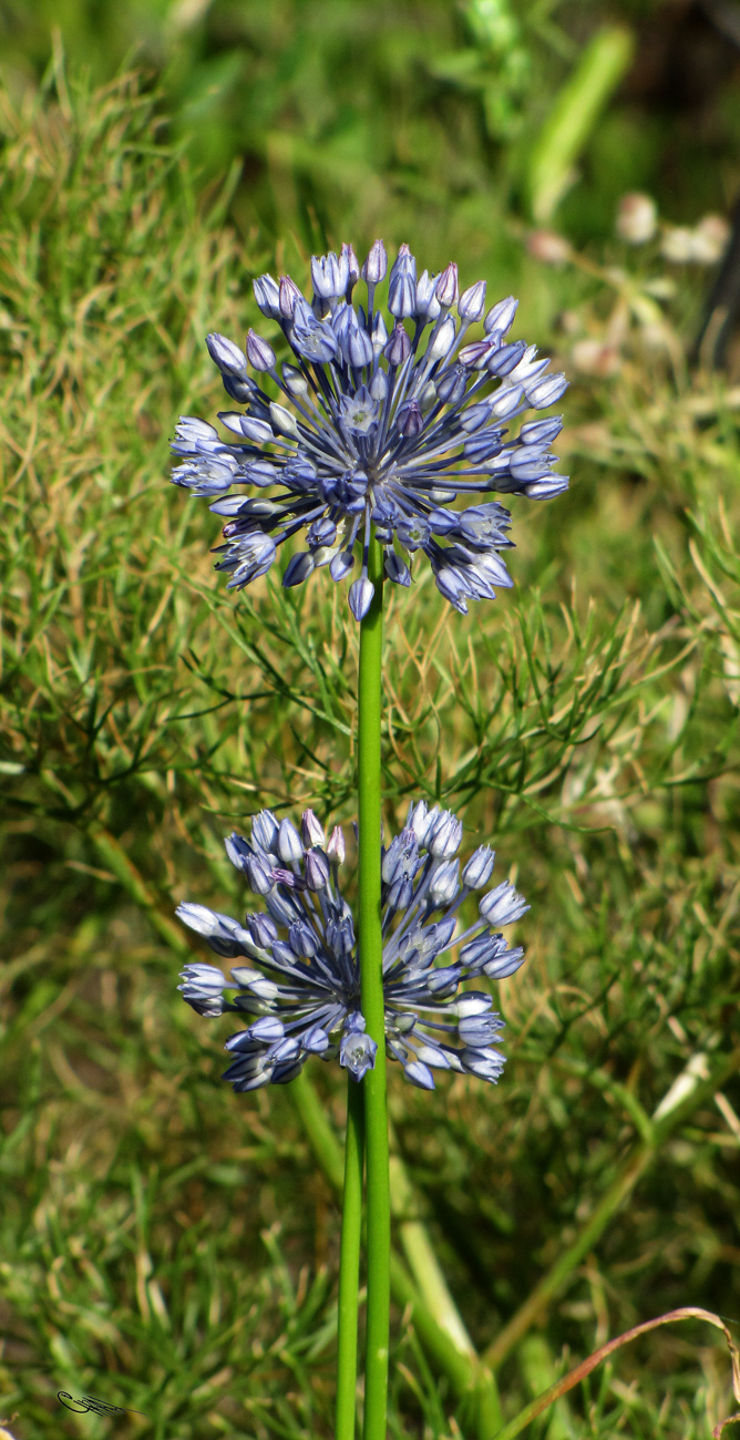 Image of Allium caesium specimen.