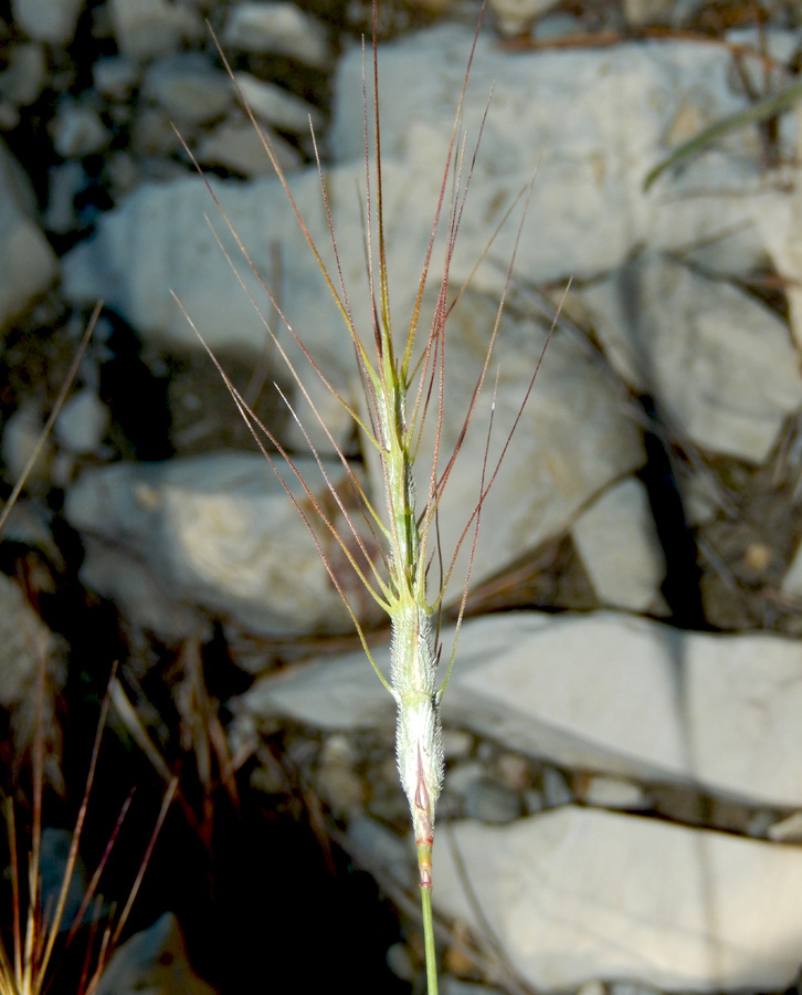 Image of Aegilops triuncialis var. hirta specimen.