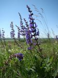 Salvia stepposa. Верхушки цветущих растений. Республика Мордовия, Атяшевский р-н, окр. с. Селищи, открытый склон с выходами мергелисто-меловых пород. 12 июня 2011 г.