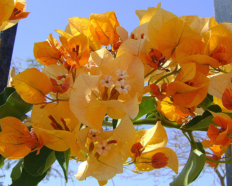 Image of genus Bougainvillea specimen.