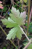 Geranium bohemicum. Лист (нижняя сторона). Республика Адыгея, Майкопский р-н, ок. 3 км к северу от пос. Гузерипль, южный склон горы Казачья, выс. ок. 1200 м н.у.м., в смешанном лесу (пихта, сосна, дуб) после пожара. 23.07.2016.