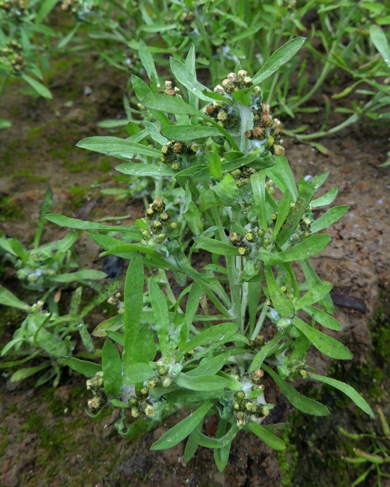 Image of Gnaphalium pilulare specimen.