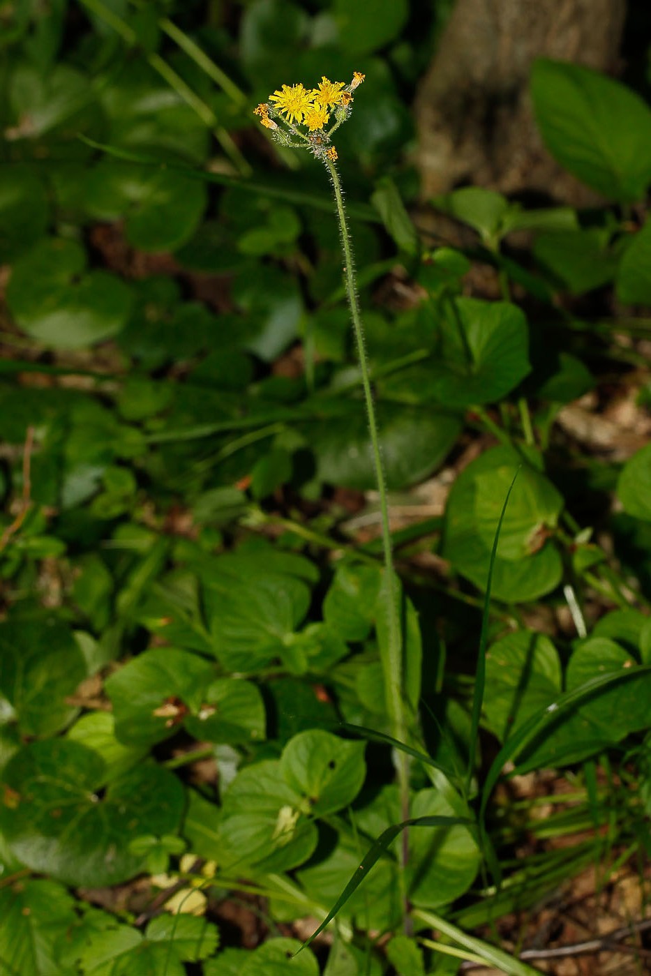 Image of Pilosella caespitosa specimen.