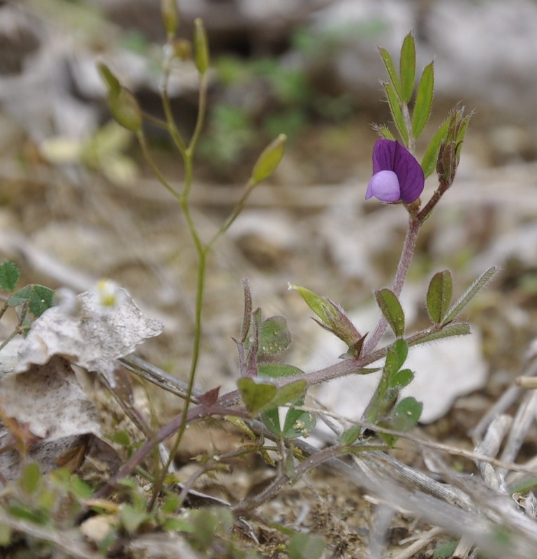 Image of Vicia lathyroides specimen.