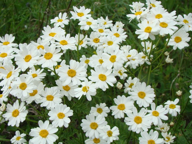 Изображение особи Pyrethrum corymbosum.