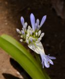 Agapanthus africanus. Соцветие с бутонами и первым цветком. Израиль, Шарон, г. ТельАвив, ботанический сад тропических растений. 21.06.2016.