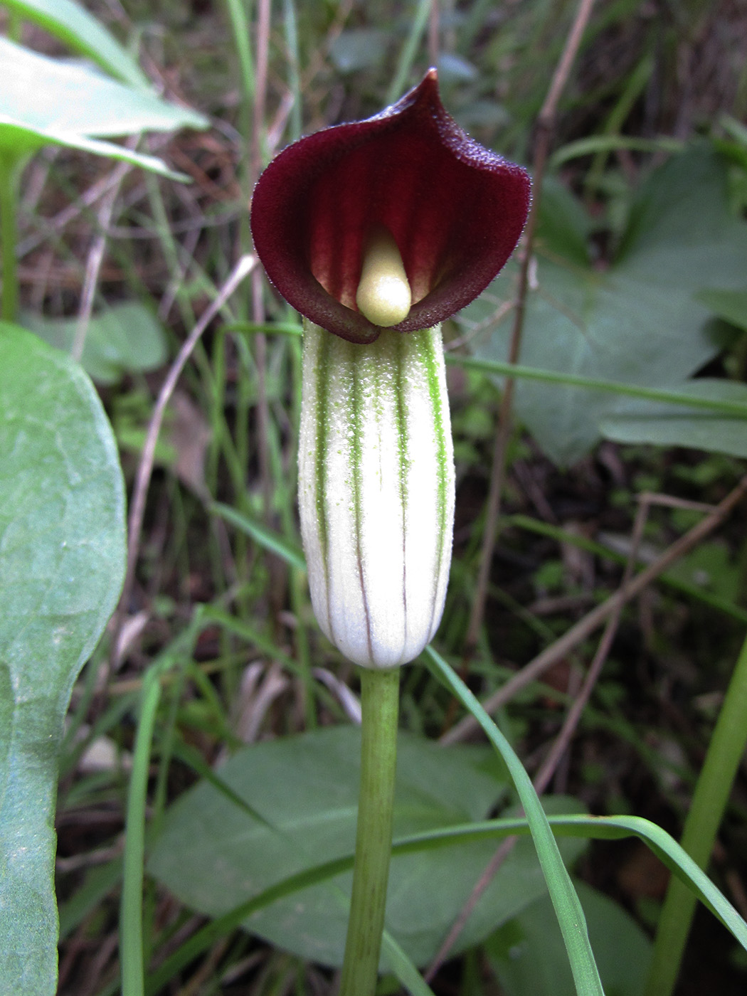 Изображение особи Arisarum vulgare.