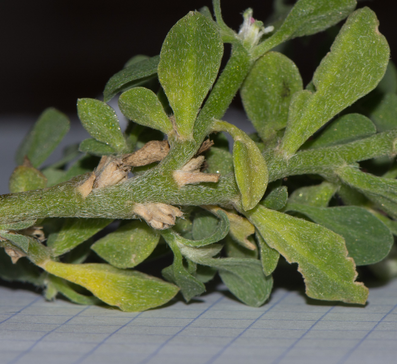 Image of Galenia pubescens specimen.