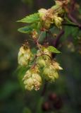 Humulus lupulus. Часть побега с соплодиями. Ярославская обл., Рыбинский р-н, с. Каменники, песчано-каменистый берег Рыбинского водохранилища. 18.08.2016.