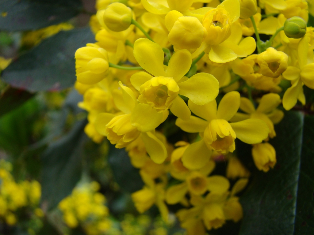 Image of Mahonia aquifolium specimen.