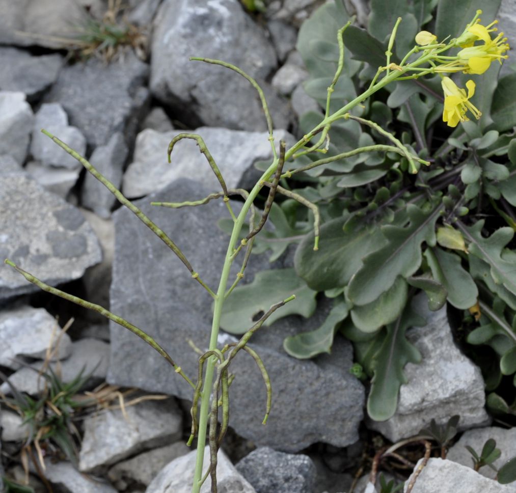 Image of Brassica nivalis specimen.