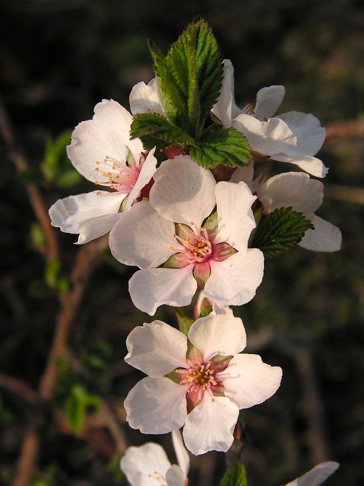 Изображение особи Cerasus tomentosa.