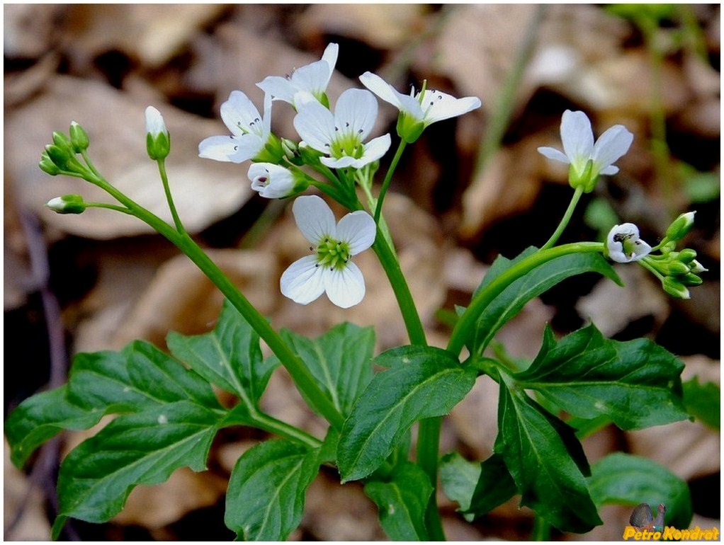 Изображение особи Cardamine amara.