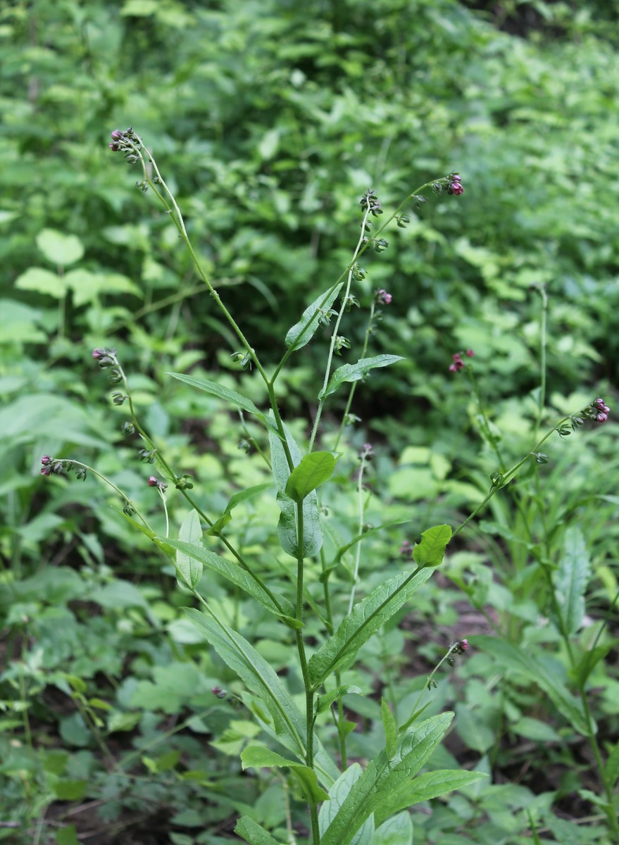 Изображение особи Cynoglossum officinale.