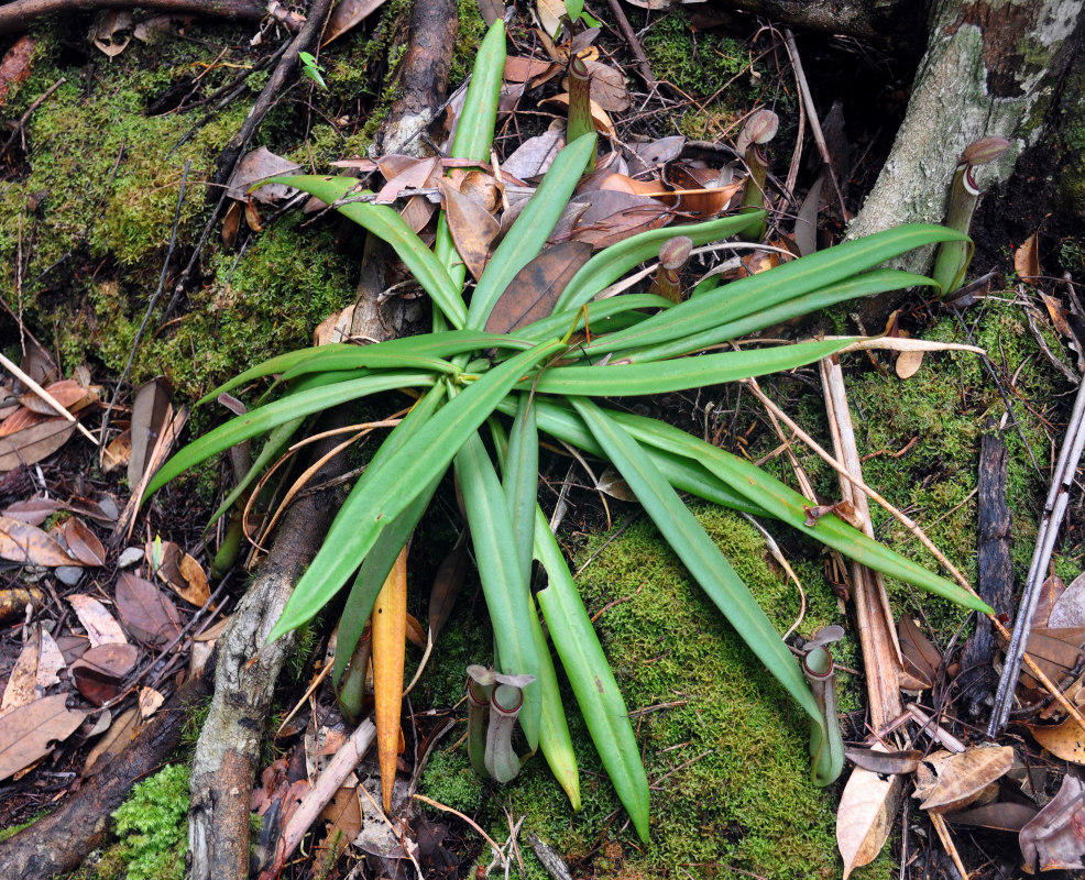 Image of Nepenthes albomarginata specimen.