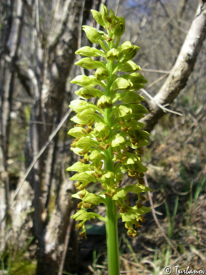 Изображение особи Orchis punctulata.