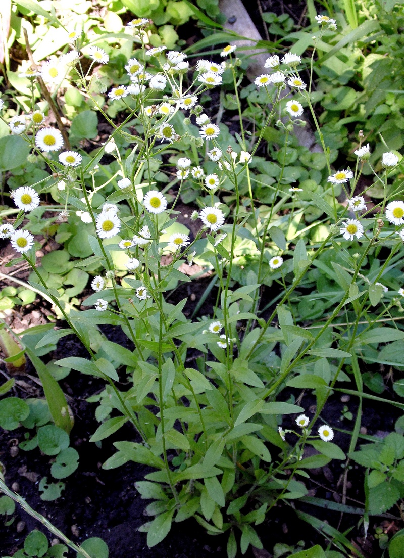 Image of Erigeron annuus specimen.