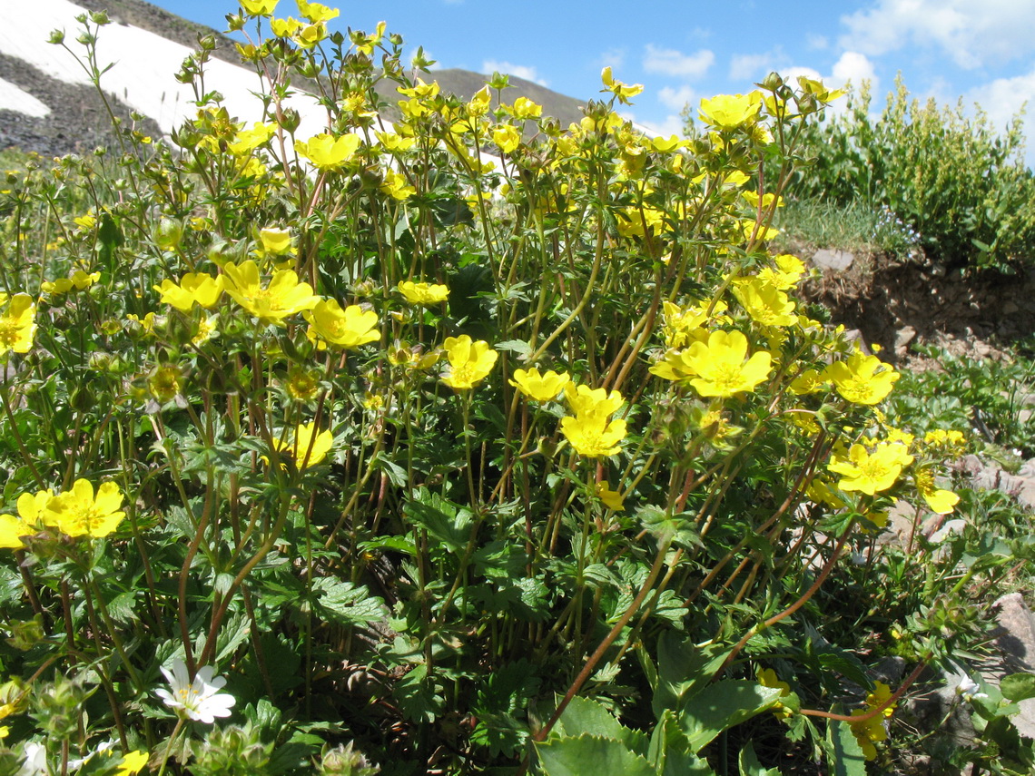 Image of Potentilla gelida specimen.