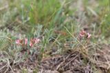 Astragalus miniatus
