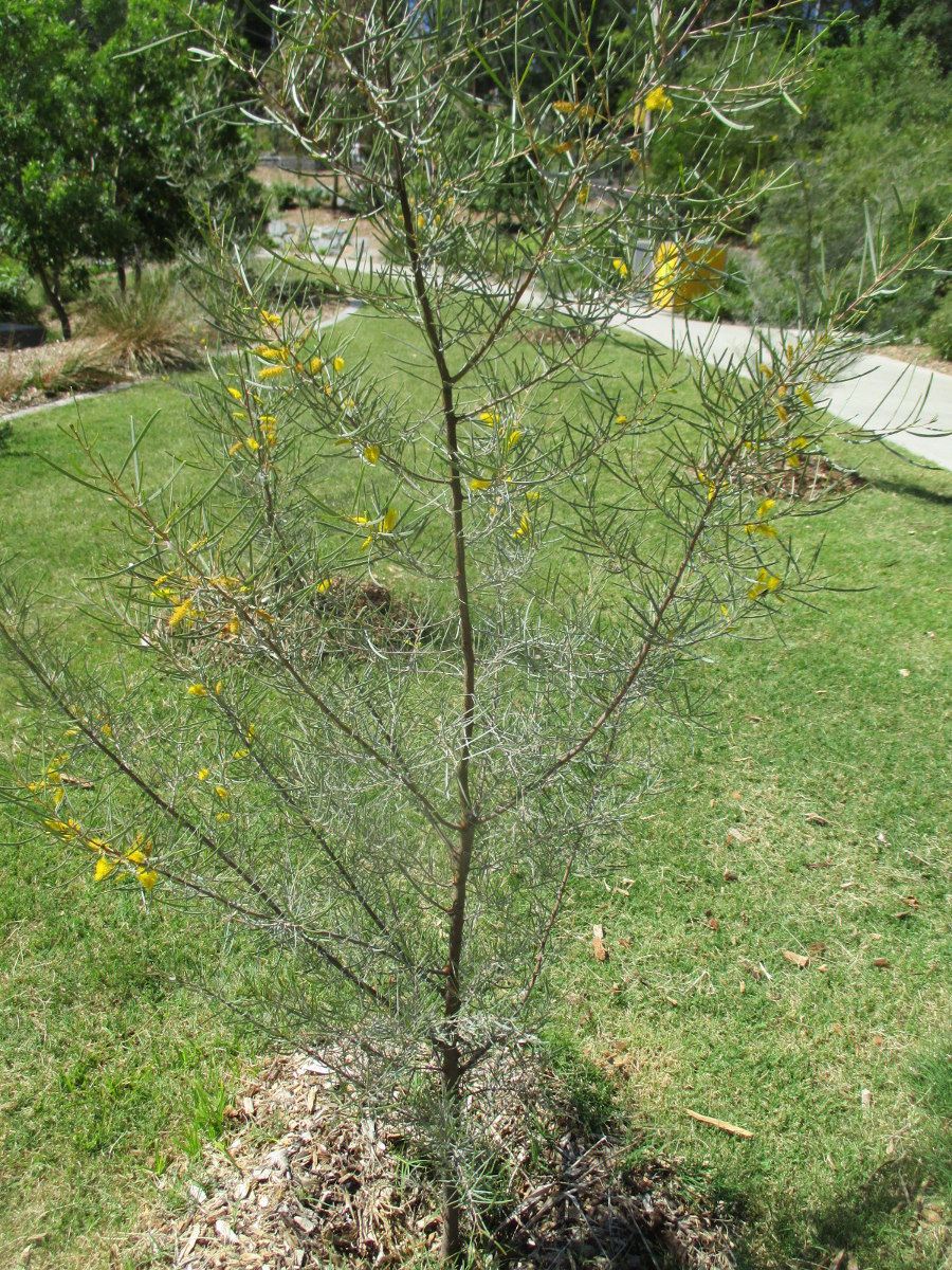 Изображение особи Acacia aneura.