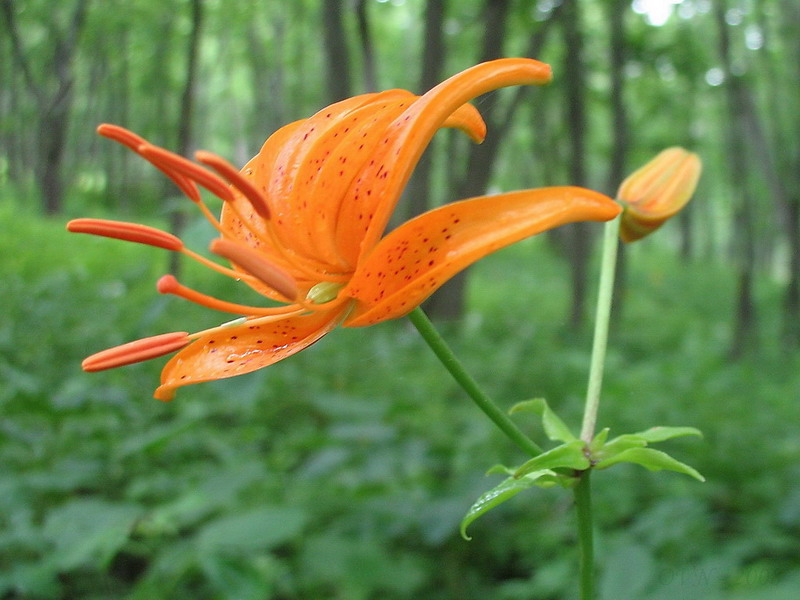 Изображение особи Lilium distichum.