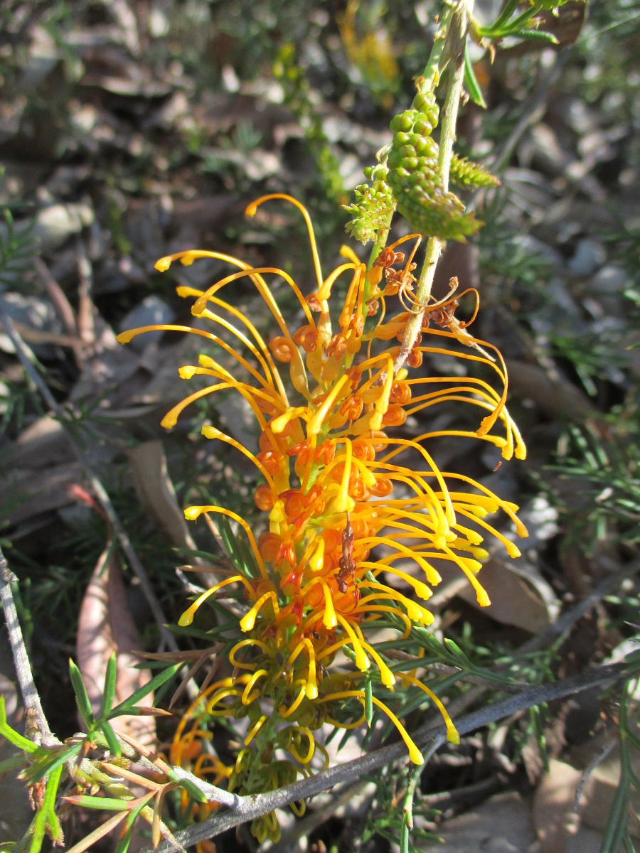 Изображение особи Grevillea tenuiloba.