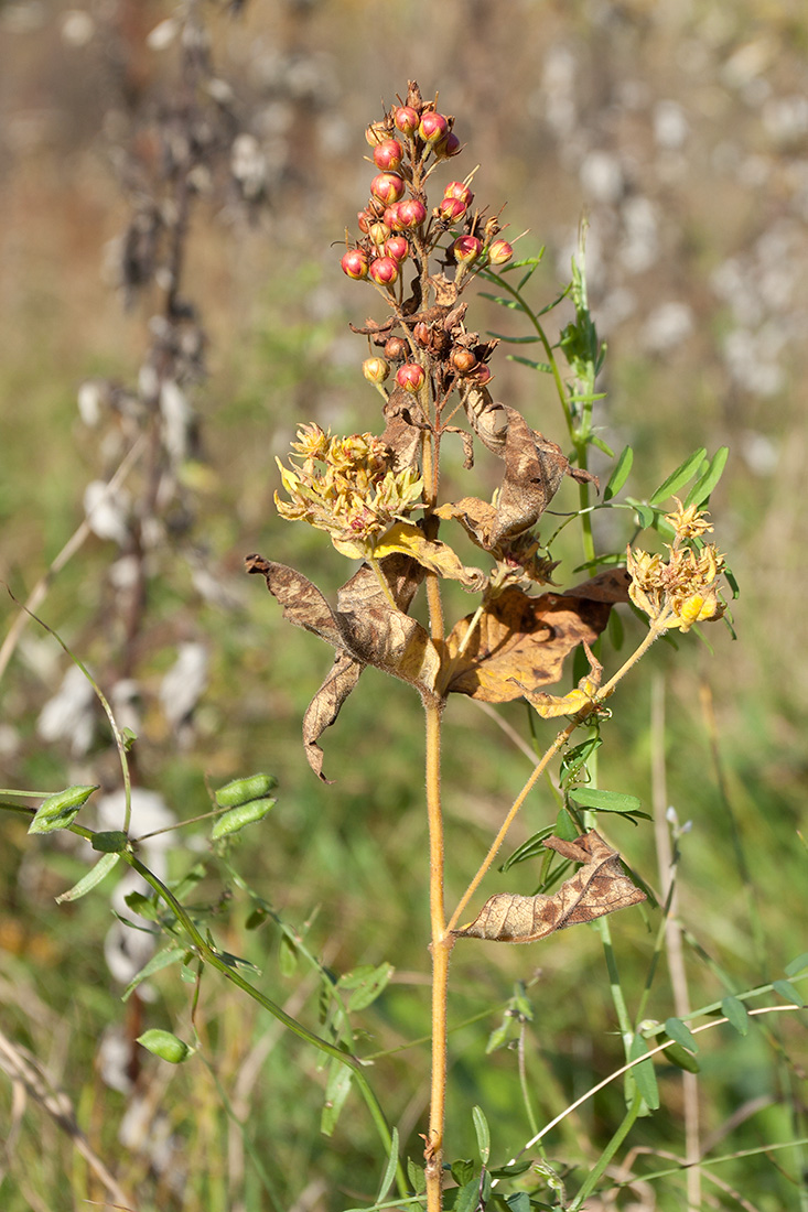 Image of Lysimachia vulgaris specimen.