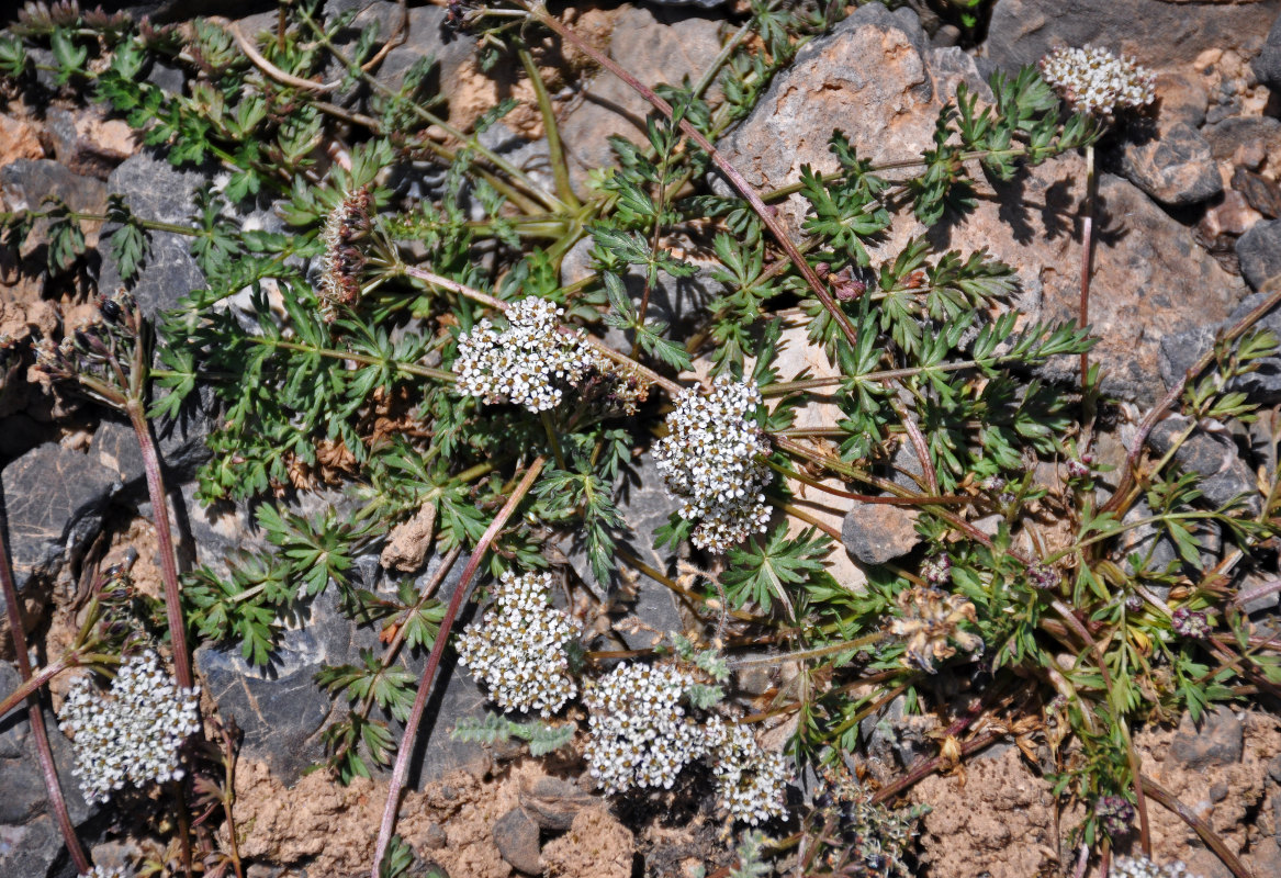 Image of Lomatocarpa albomarginata specimen.