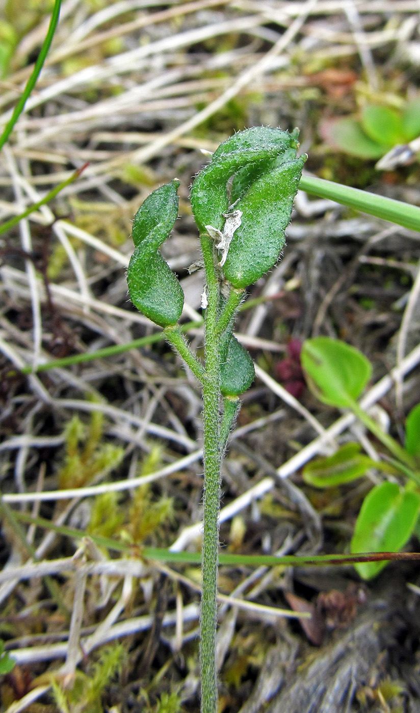 Image of Draba borealis specimen.